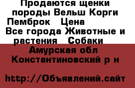 Продаются щенки породы Вельш Корги Пемброк › Цена ­ 40 000 - Все города Животные и растения » Собаки   . Амурская обл.,Константиновский р-н